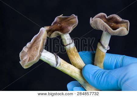Psilocybe cubensis - fresh magic mushrooms in soil with a black background held in hand