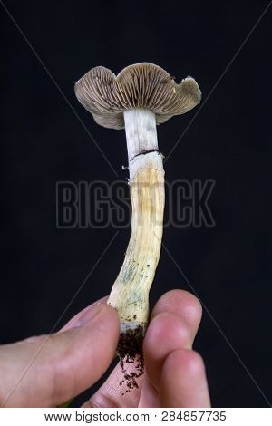 Psilocybe cubensis - fresh magic mushrooms in soil with a black background held in hand