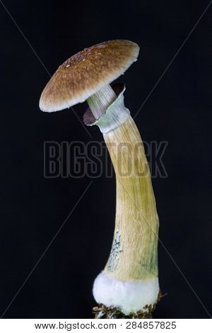 Psilocybe cubensis - fresh magic mushrooms in soil with a black background