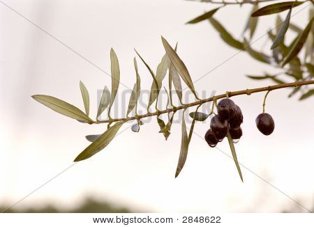 Ağaç üzerinde Siyah Zeytin