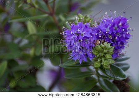 Photo Of A Flower With Selective Focus, Cold Colours And Sunlight