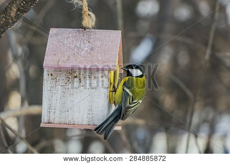 A Small Yellow Tit Sits On A Yellow Bird And Squirrel Feeder House From Plywood In The Park