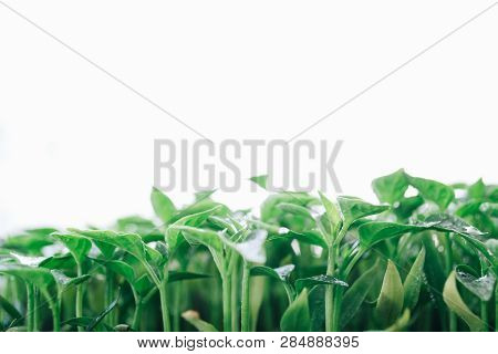 Green Leaves On A Young Pepper On A White Background.