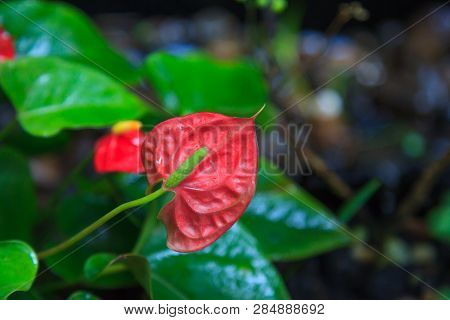 Natural Background, Anthurium (tailflower, Flamingo Flower, Laceleaf) Plant And Flower. The Flowers 
