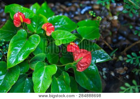 Natural Background, Anthurium (tailflower, Flamingo Flower, Laceleaf) Plant And Flower. The Flowers 