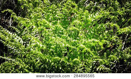Close Up Of Green Leaves Of Green Fern (polypodiopsida Cronquist) . Nature Background, Floral Concep