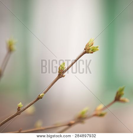 Closeup Of Buds On Tree Branches Swelling In Anticipation Of Spring. The Spring Sun Nourishes The Te