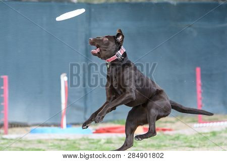Chocolate Labrador Retriever Coming Down After Missing A Disc