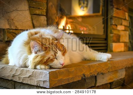 A Long Hair, Orange And White Maine Coon Cat Sleeps On A Hearth In Front Of A Cozy Gas Fireplace Wit