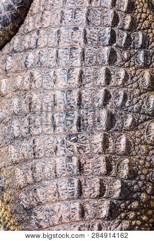 Closeup Of Crocodile Scaled Skin, Detailed Rough Texture