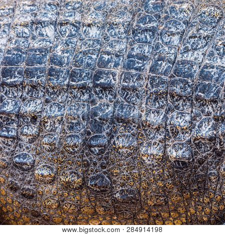 Closeup Of Crocodile Scaled Skin, Detailed Rough Texture