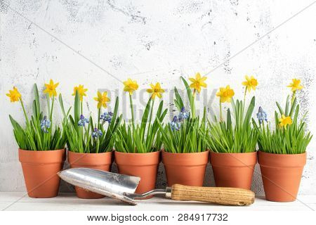 daffodil flower and grass in pot