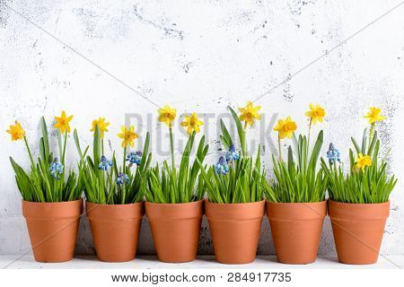 daffodil flower and grass in pot