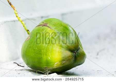 Whole Green Ripe Coconut Lying On White Sand Of Maldives. Close-up.