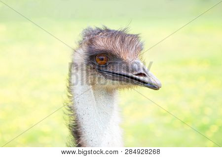 Australian Emu A Flightless Bird And Largest Bird In Australia.  Dromaius Novaehollandiae