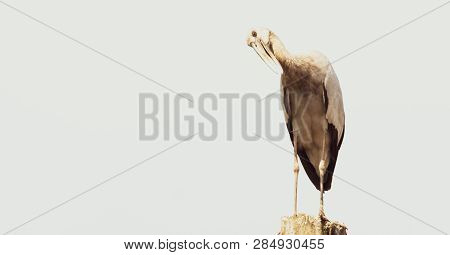 Asian Open Bill, Anastomus Oscitans Bird Background