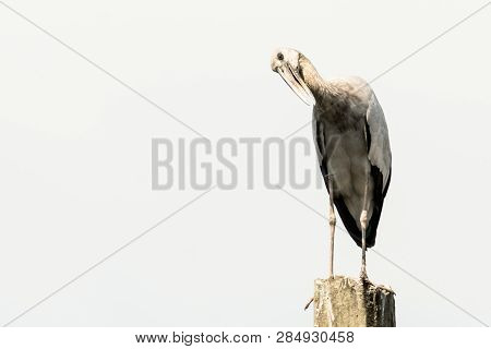 Asian Open Bill, Anastomus Oscitans Bird Background