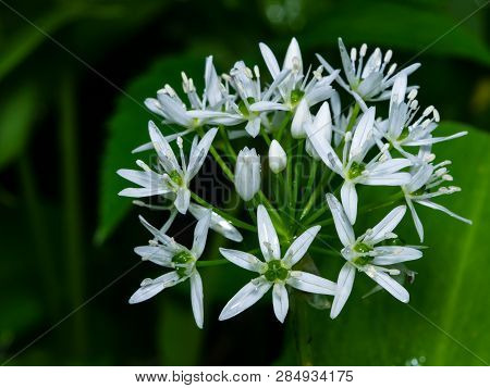 Blooming Wild Garlic Or Allium Ursinum, Flowers In Weed Close-up, Selective Focus, Shallow Dof