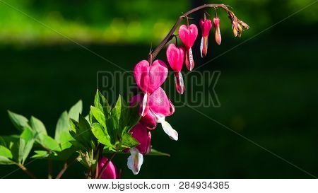 Pacific Or Wild Bleeding Heart, Dicentra Formosa, Flowers On Stem With Bokeh Background, Macro, Sele