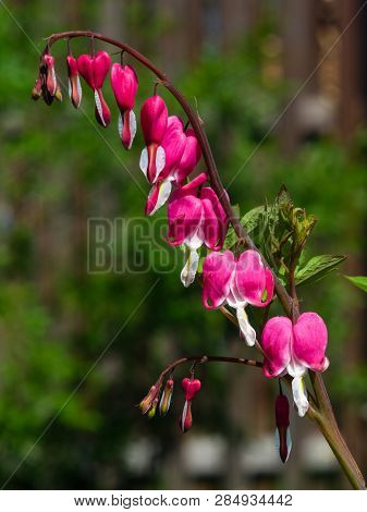 Pacific Or Wild Bleeding Heart, Dicentra Formosa, Flowers On Stem With Bokeh Background, Macro, Sele