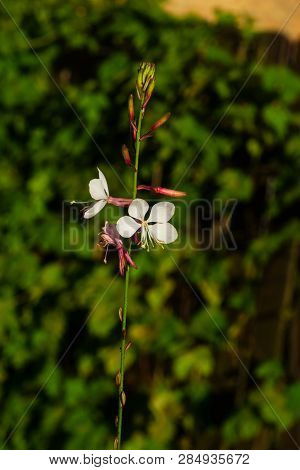 White Gaura Or Oenothera Lindheimeri Blooming At Flowerbed Flowers And Buds Close-up, Selective Focu