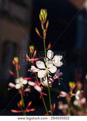 White Gaura Or Oenothera Lindheimeri Blooming At Flowerbed Flowers And Buds Close-up, Selective Focu