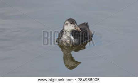 Small Chick Of Eurasian Coot Or Fulica Atra Swimming In Pond Close-up Portrait, Selective Focus, Sha