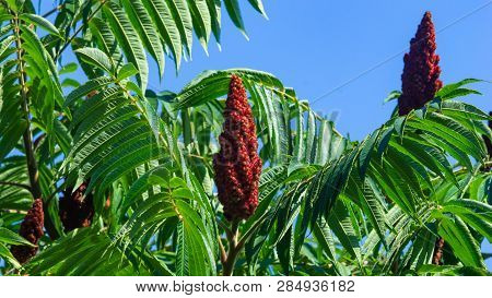Red Flowers With Green Leaves On Blooming Staghorn Sumac, Rhus Typhina, Close-up, Selective Focus, S
