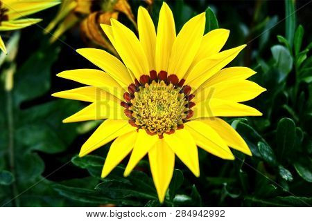 Vibrant Blooming Yellow Flower (gazania Linearis) In The City Park