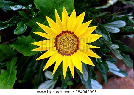 Vibrant Blooming Yellow Flower (gazania Linearis) In The City Park
