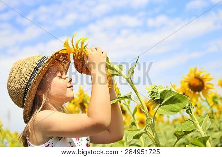 Child Playing In Sunflower Field On Sunny Summer Day. Little Girl Plays With Sunflowers.