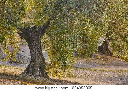 Olive Tree Fields In Andalusia. Spanish Agricultural Harvest Landscape. Jaen
