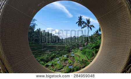 Tegalalang Rice Terraces In Ubud, Bali. Tegalalang Rice Terrace Is One Of The Famous Tourist Objects
