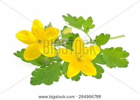 Greater Celandine Isolated On A White Background