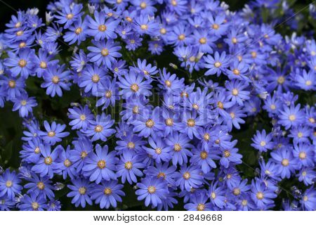 Cineraria