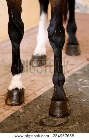 Four Beautiful Hooves Of A Show Jumper Horse Before The Open Air Race. Healthy Horse Feet Of A Show 