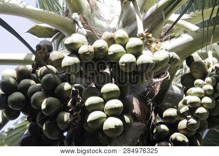 Nuts Of A Palmyra Palm (borassus Aethiopum) In West Africa.