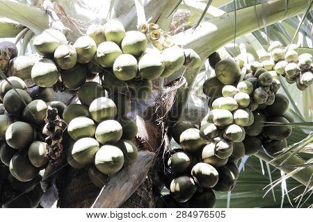 Nuts Of A Palmyra Palm (borassus Aethiopum) In West Africa.