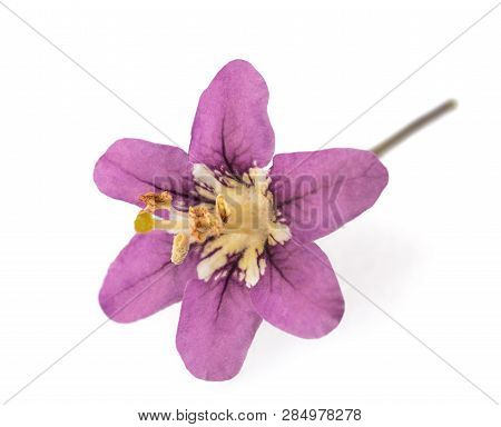 Goji  Flower Head  Isolated On White Background