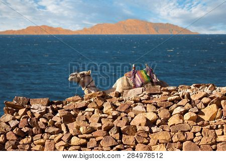 Silhouette Dromedar Camel On The Background Of The Mountain Of St. Moses, Egypt, Sinai