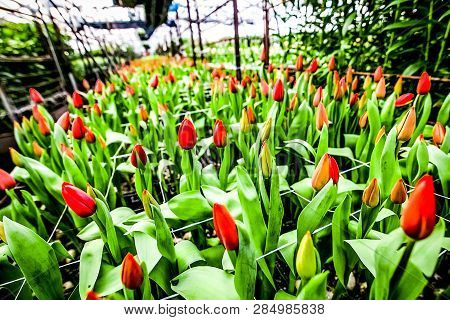 Industrial Cultivation Of Red Tulips In Industrial Greenhouse