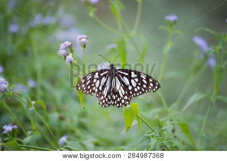 Beautiful Blue Spotted Image & Photo (Free Trial) | Bigstock