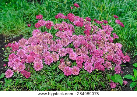 Pink Chrysanthemums Bush Flowers, Mums Or Chrysanths, Close Up.