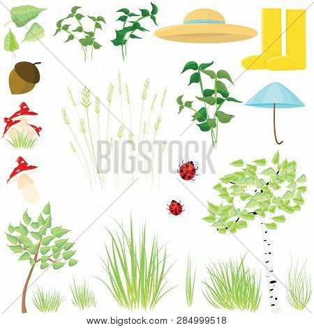 Vector Set With Leaves, Forest Trees, Insects, Grass, Other