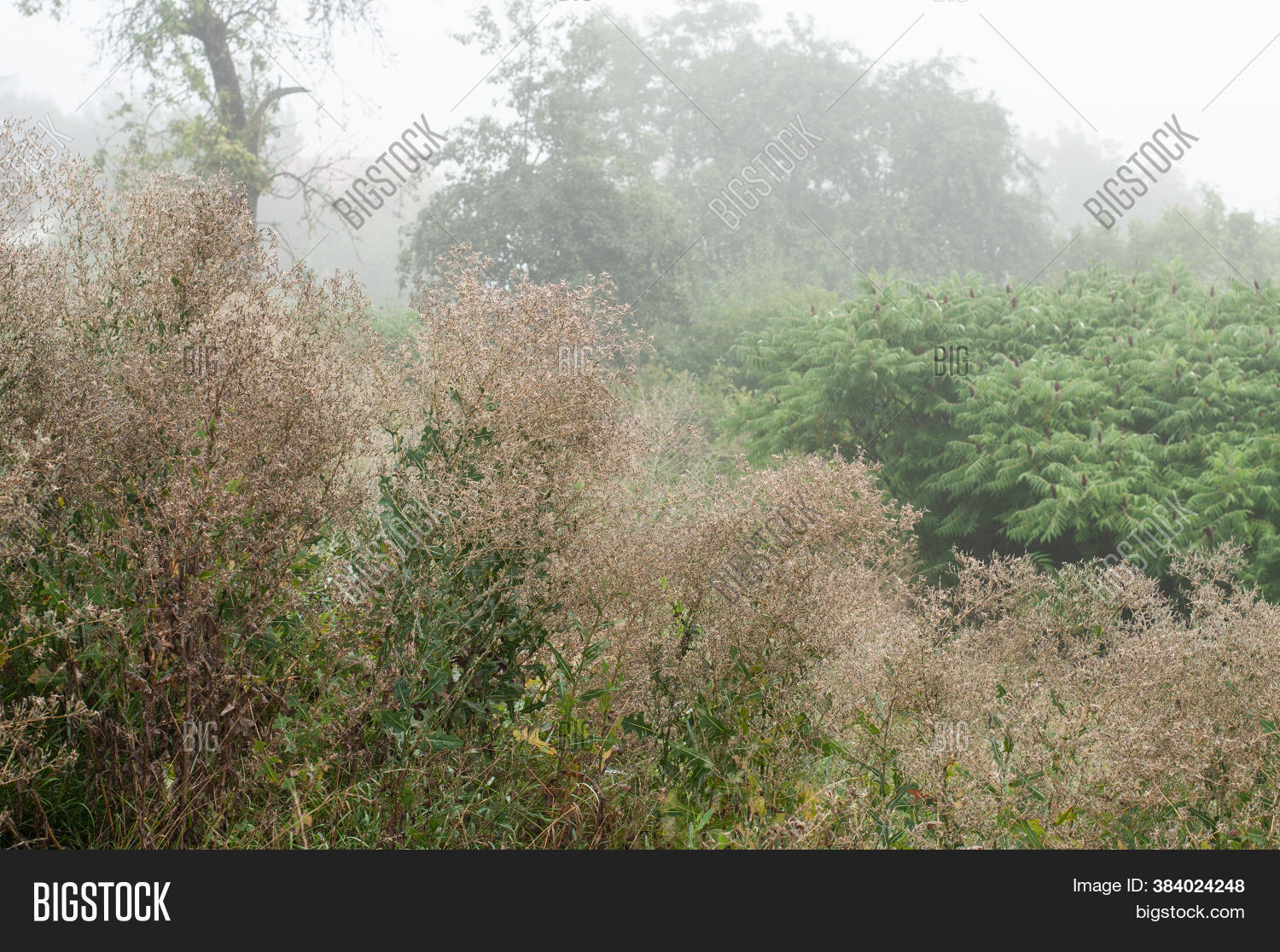 Sloped Meadow On Misty Image & Photo (Free Trial) Bigstock
