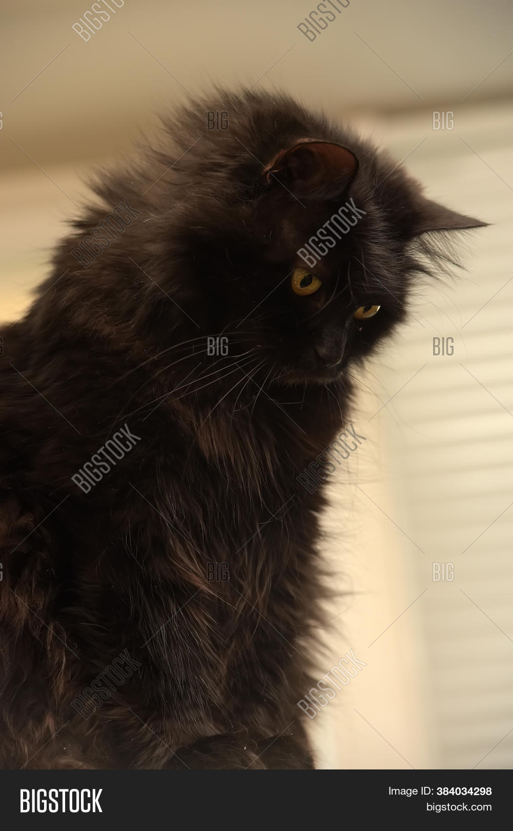 Cat Breed Chantilly Image Photo Free Trial Bigstock