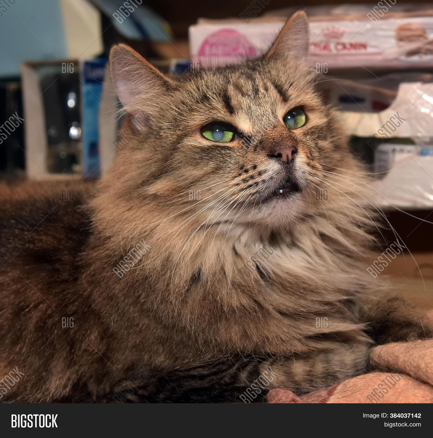 Siberian Purebred Image & Photo (Free Trial) Bigstock