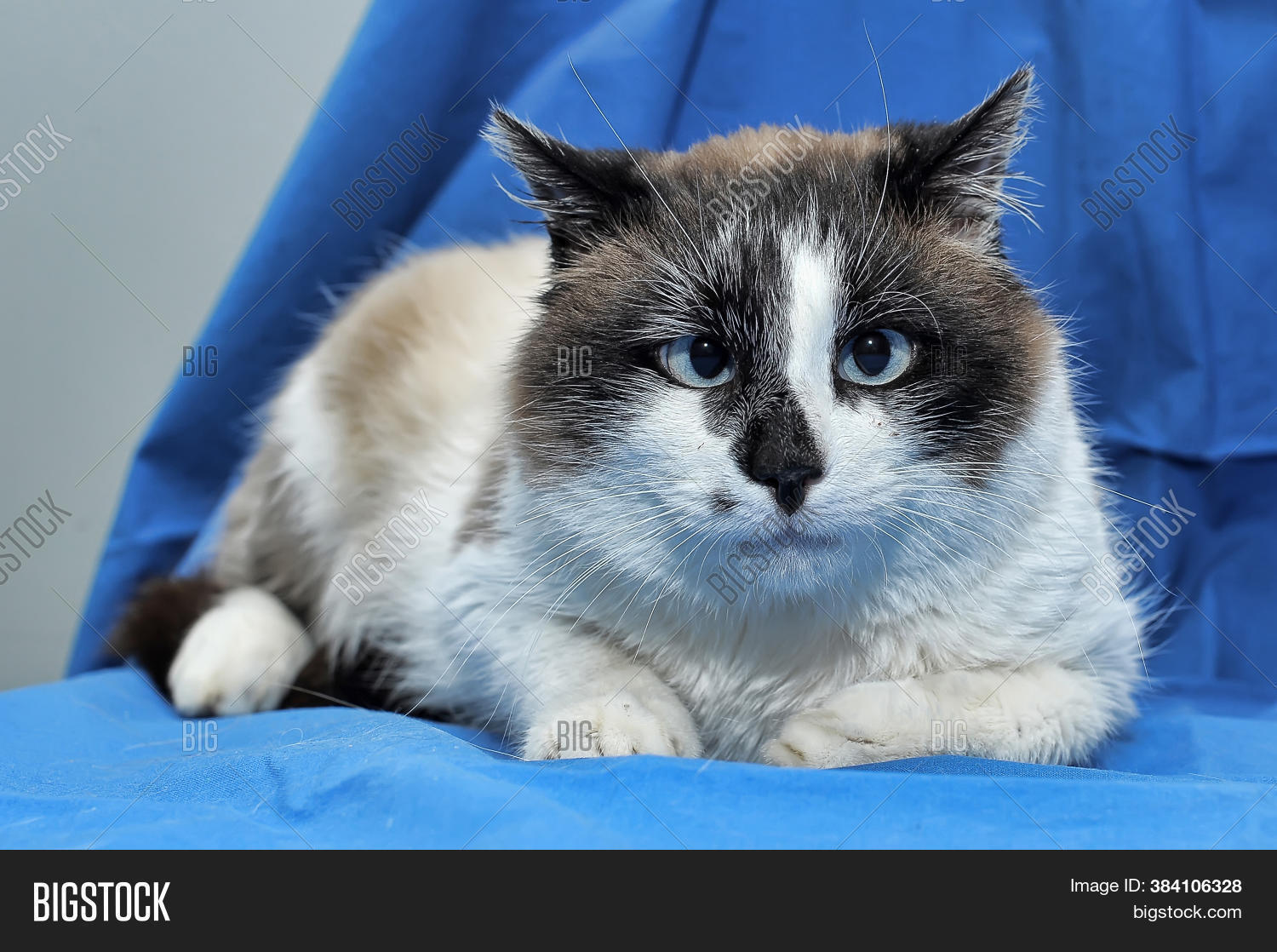 Snowshoe Siamese Cat Image & Photo (Free Trial) Bigstock