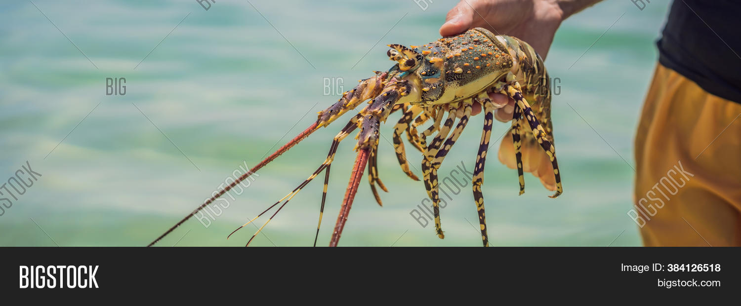 Lobster Hands Diver. Image & Photo (Free Trial) Bigstock