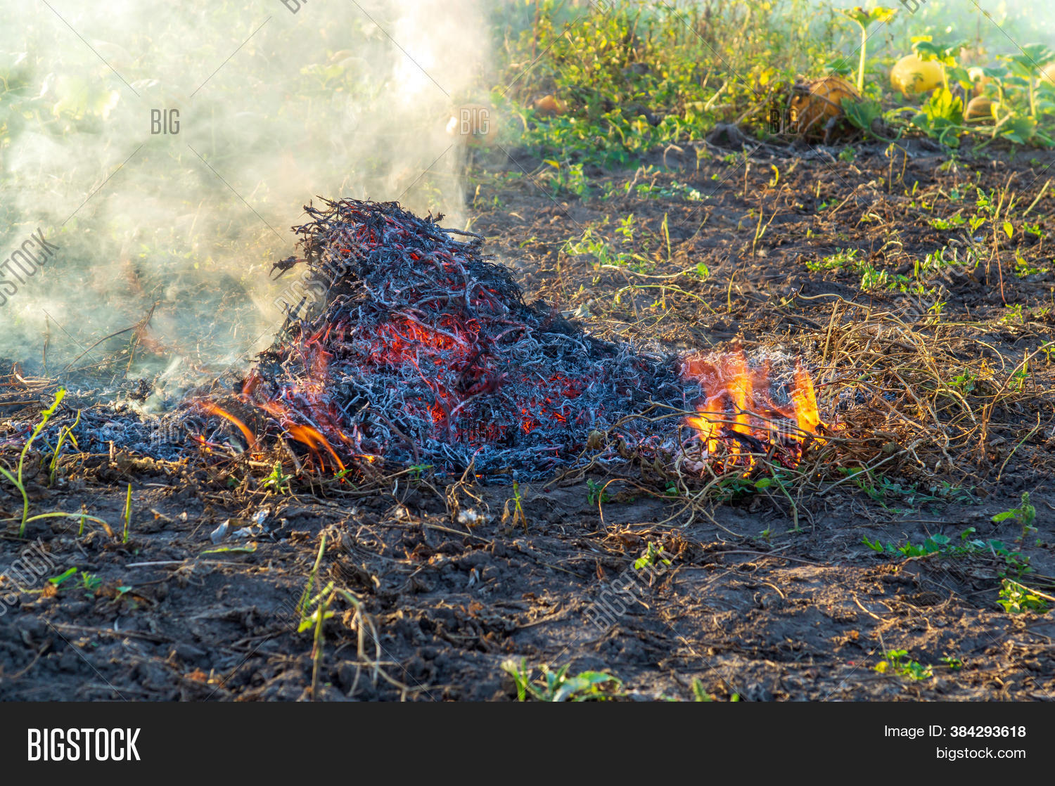 Fire On Field Weeds Image & Photo (Free Trial) Bigstock